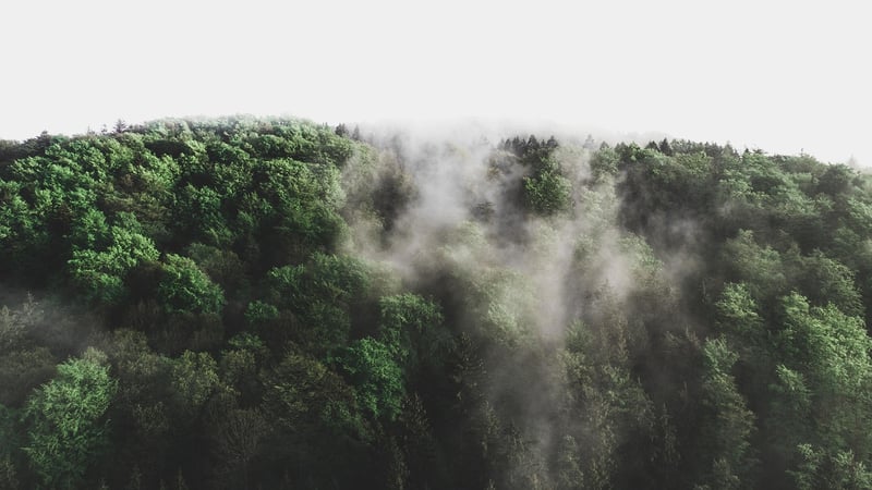 Enchanted Forest