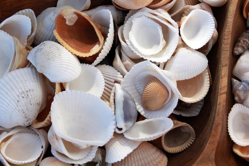 Seashell Accessories